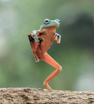 Frogs Take Manhattan 